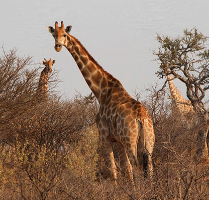 africa secondonoipng