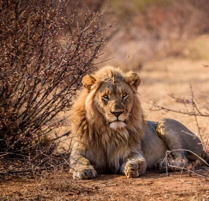 lion 5873637_1280 1 e1740727659170