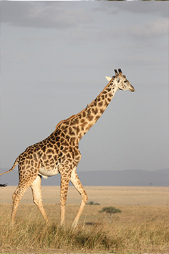 giraffa