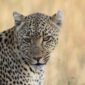 Leopardo e ghepardo