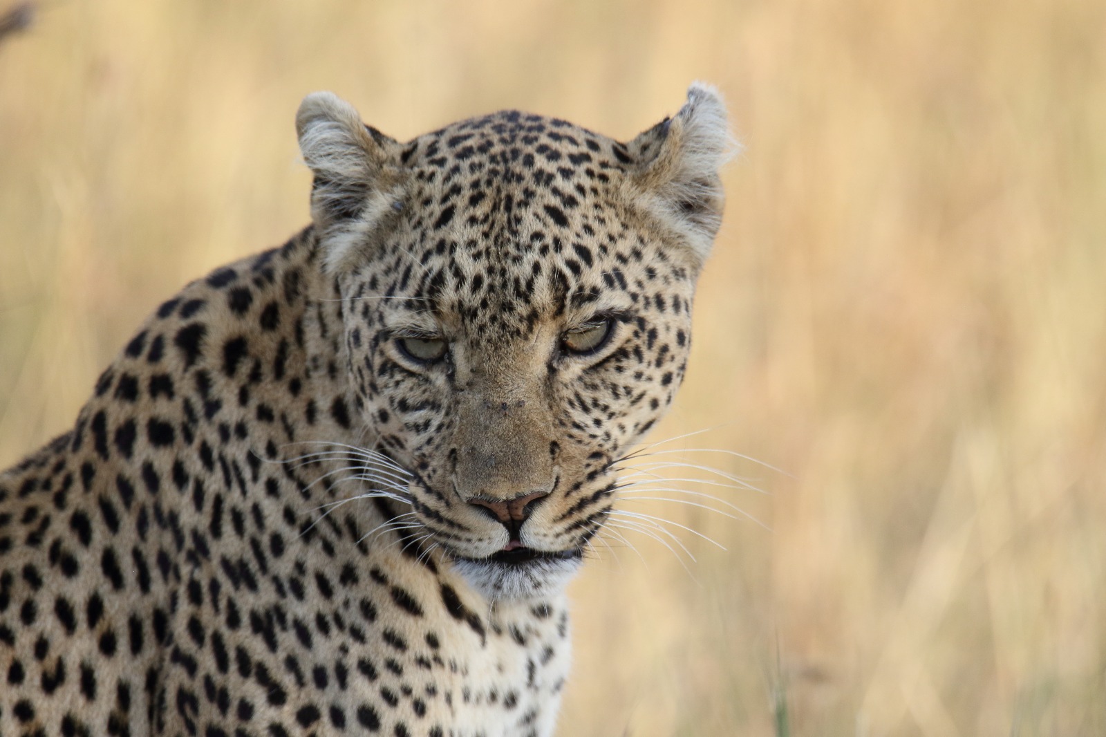 Leopardo e ghepardo