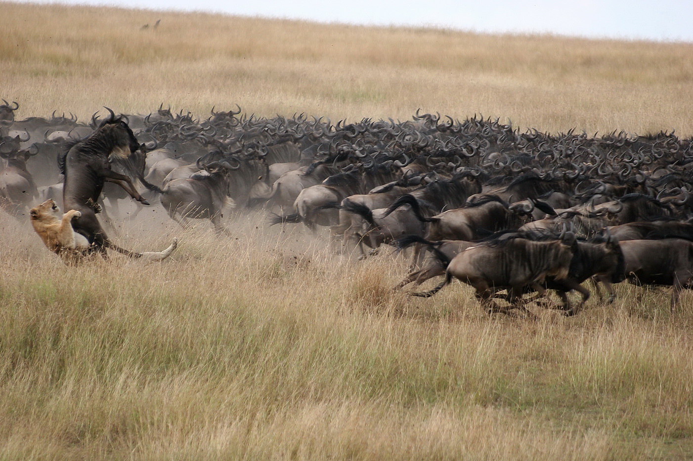 safari, grande migrazione