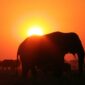 safari al tramonto