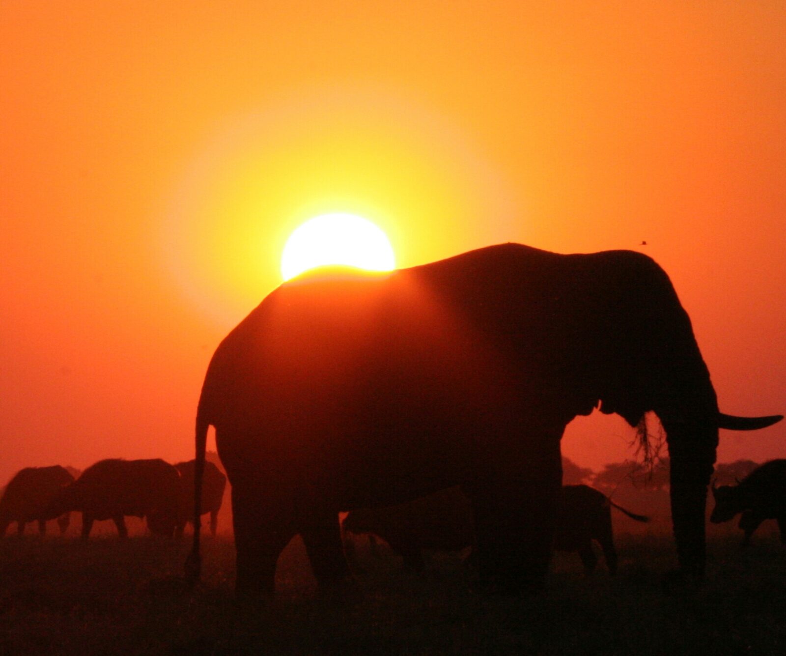 safari al tramonto